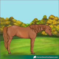 Horse Color:Chestnut 