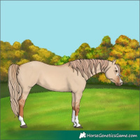 Horse Color:Red Dun 