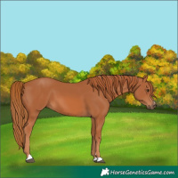 Horse Color:Chestnut 