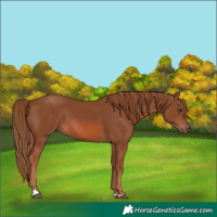Horse Color:Chestnut 