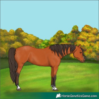 Horse Color:Bay 