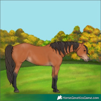 Horse Color:Bay 