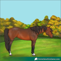 Horse Color:Bay 