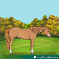 Horse Color:Chestnut 