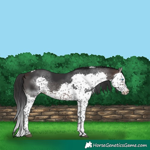 Horse Color:Brown Splash Tobiano Rabicano 