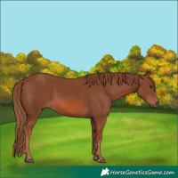 Horse Color:Chestnut 