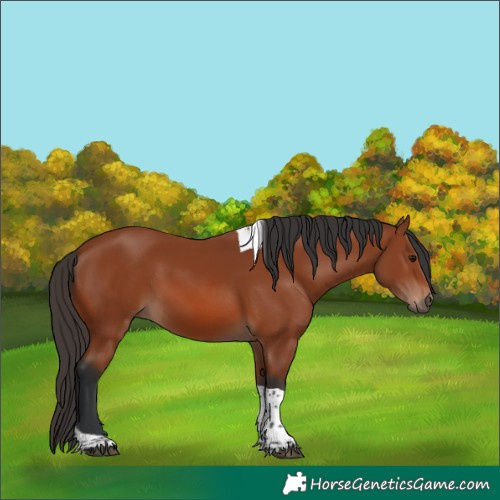 Horse Color:Bay Tobiano Rabicano 