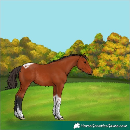 Horse Color:Bay Tobiano Rabicano 