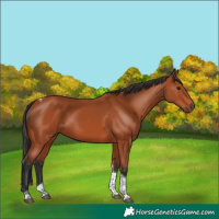 Horse Color:Bay Tobiano Rabicano 