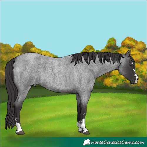 Horse Color:Smoky Blue Roan