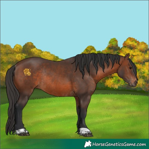 Horse Color:Brown Rabicano  and Brown Rabicano 