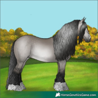 Horse Color:Gray Grullo 