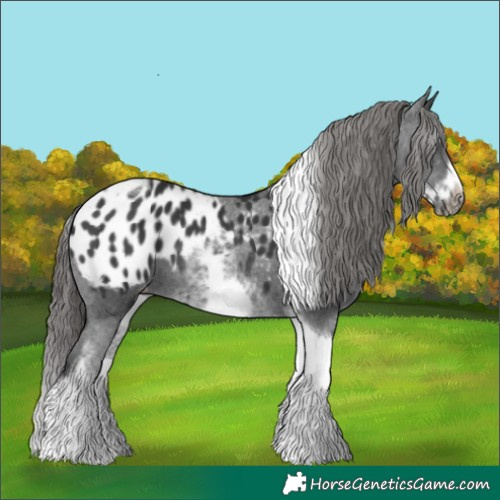 Horse Color:White Spotted Black Splash Tobiano Frame Appaloosa 