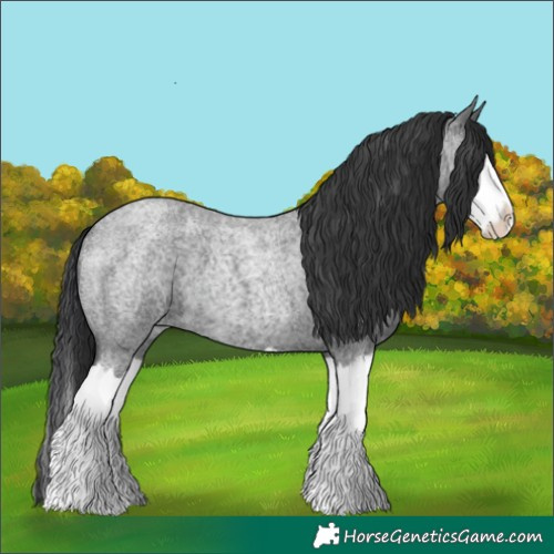 Horse Color:Blue Roan Splash 
