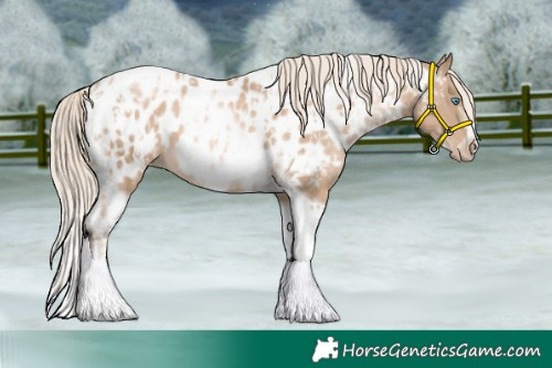 Horse Color:Chocolate Palomino Pearl Tobiano Frame Appaloosa  and Chocolate Palomino Pearl Tobiano Frame Appaloosa 