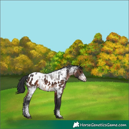 Horse Color:White Spotted Brown Tobiano Near Leopard