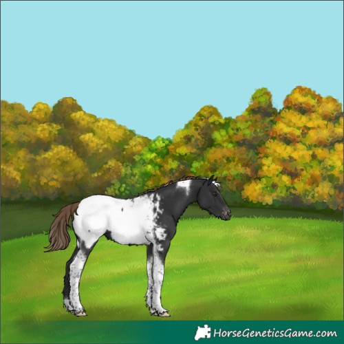 Horse Color:Liver Chestnut Tobiano Appaloosa 