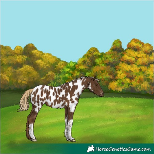 Horse Color:Chocolate Palomino Tobiano Near Leopard 