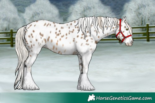 Horse Color:White Spotted Chocolate Palomino Appaloosa 