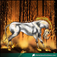 Horse Color:Amber Champagne Appaloosa