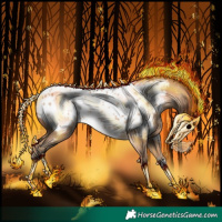 Horse Color:Amber Champagne Appaloosa 