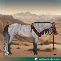 Horse Color:Bay Roan 