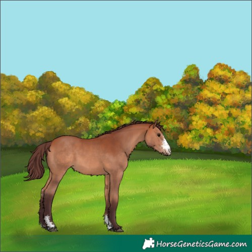 Horse Color:Chocolate Bay Sabino 