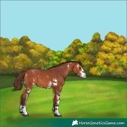Horse Color:Chocolate Bay Sabino 