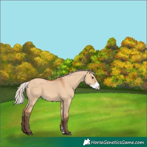 Horse Color:Silver Bay Dun Sabino 