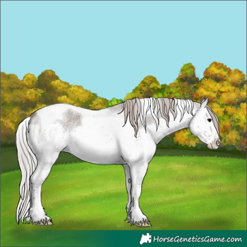 Horse Color:Silver Blue Roan Splash Tobiano 