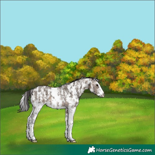 Horse Color:Brown Ice Dun Sabino 
