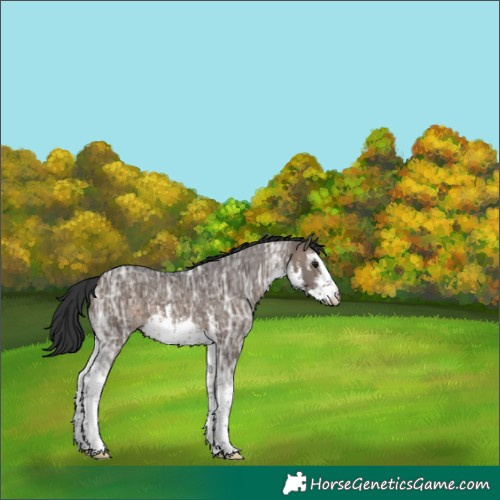 Horse Color:White Spotted Brown Ice Dun Varnish 