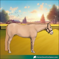 Horse Color:Gold Champagne Splash 