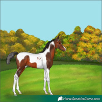 Horse Color:Brown Tobiano 