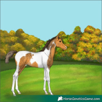 Horse Color:Buckskin Tobiano Appaloosa 
