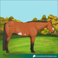 Horse Color:Bay Frame 