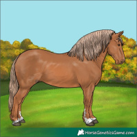 Horse Color:Chestnut 