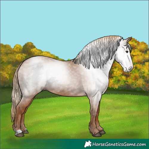 Horse Color:Gray Chestnut