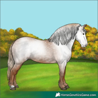 Horse Color:Gray Chestnut 