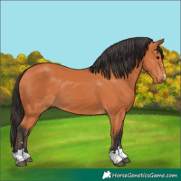 Horse Color:Bay 
