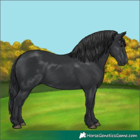 Horse Color:Black 