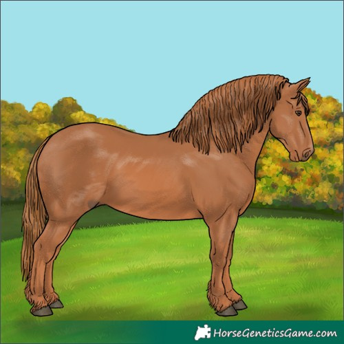 Horse Color:Chestnut 