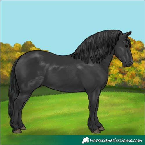 Horse Color:Black 