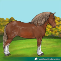 Horse Color:White Spotted Chestnut 