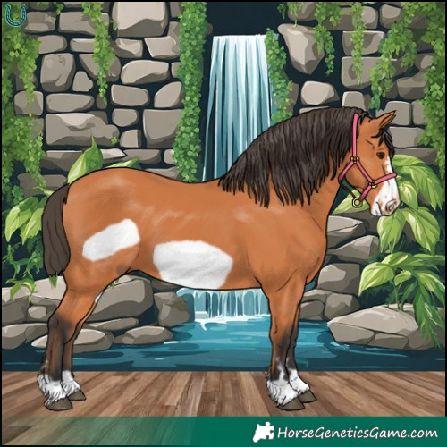 Horse Color:Bay Frame