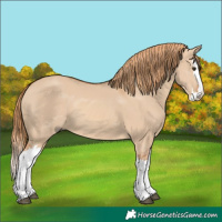 Horse Color:Red Dun Splash 