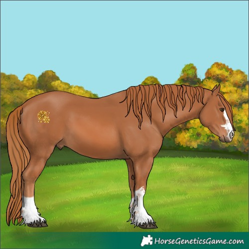 Horse Color:Chestnut 