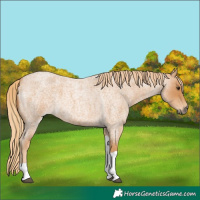 Horse Color:Red Roan Tobiano 