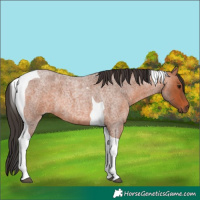 Horse Color:Bay Roan Tobiano 