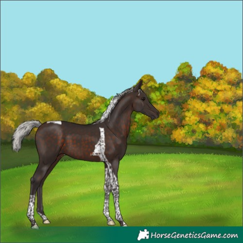 Horse Color:Silver Brown Tobiano 